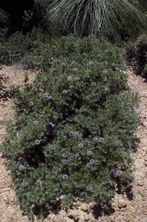 Banksia micrantha: Banksia micrantha at Cockleshell Gully (near Jurien Bay), Western Australia