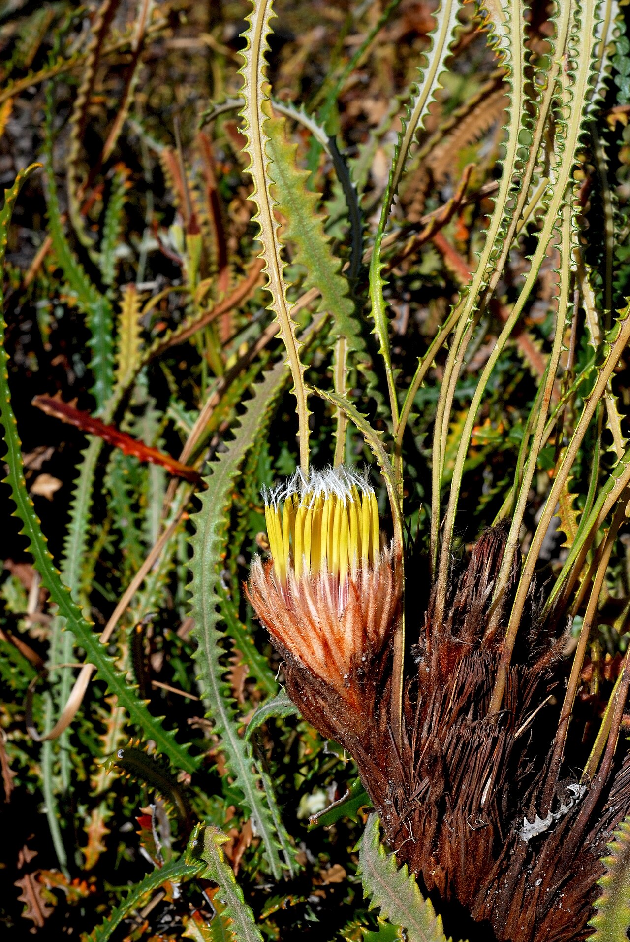 Summer honeypot: "Banksia mimica" - a threatened species
