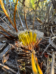 Summer honeypot (Banksia mimica)