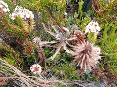 Banksia montana (Banksia montana)