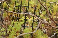 Banksia montana (Banksia montana)