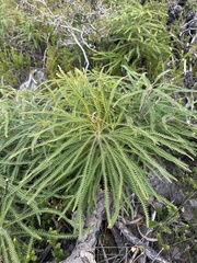 Banksia montana (Banksia montana)
