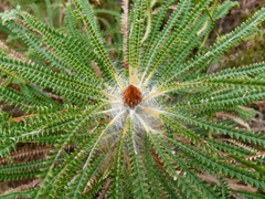 Banksia montana (Banksia montana)