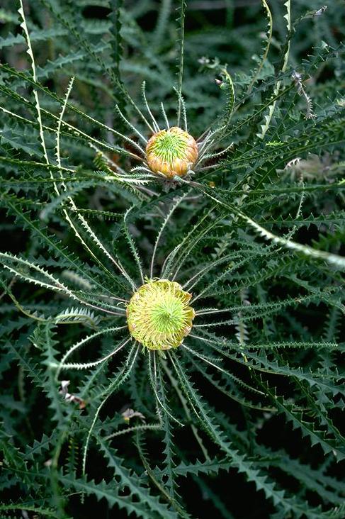 Swordfish dryandra: Banksia mucronulata