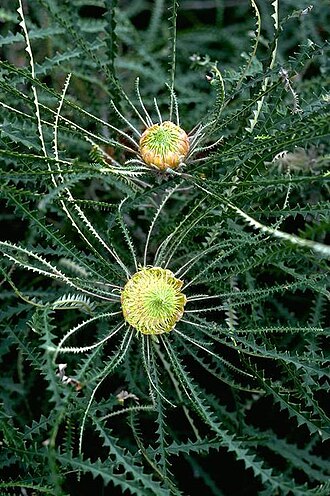 Swordfish dryandra: Banksia mucronulata