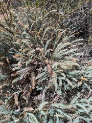 Banksia nana (Banksia nana)