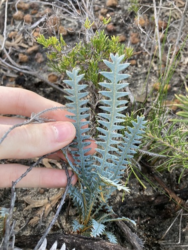 Banksia nana (Banksia nana)