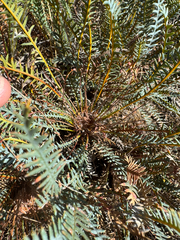 Banksia nana (Banksia nana)