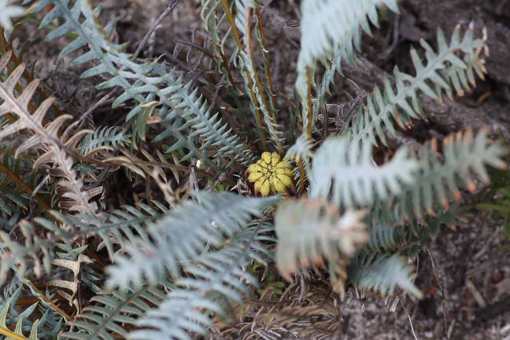 Banksia nana (Banksia nana)