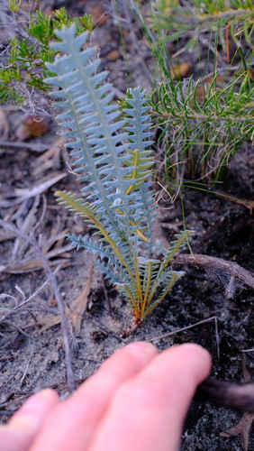 Banksia nana (Banksia nana)