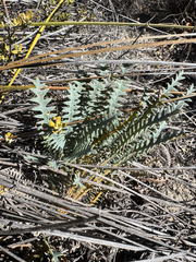 Banksia nana (Banksia nana)