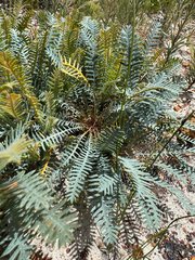 Banksia nana (Banksia nana)