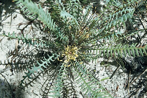 Banksia nana: Banksia nana at Badgingarra, Western Australia