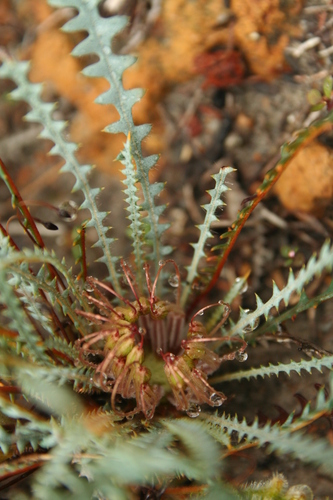 Banksia nana (Banksia nana)