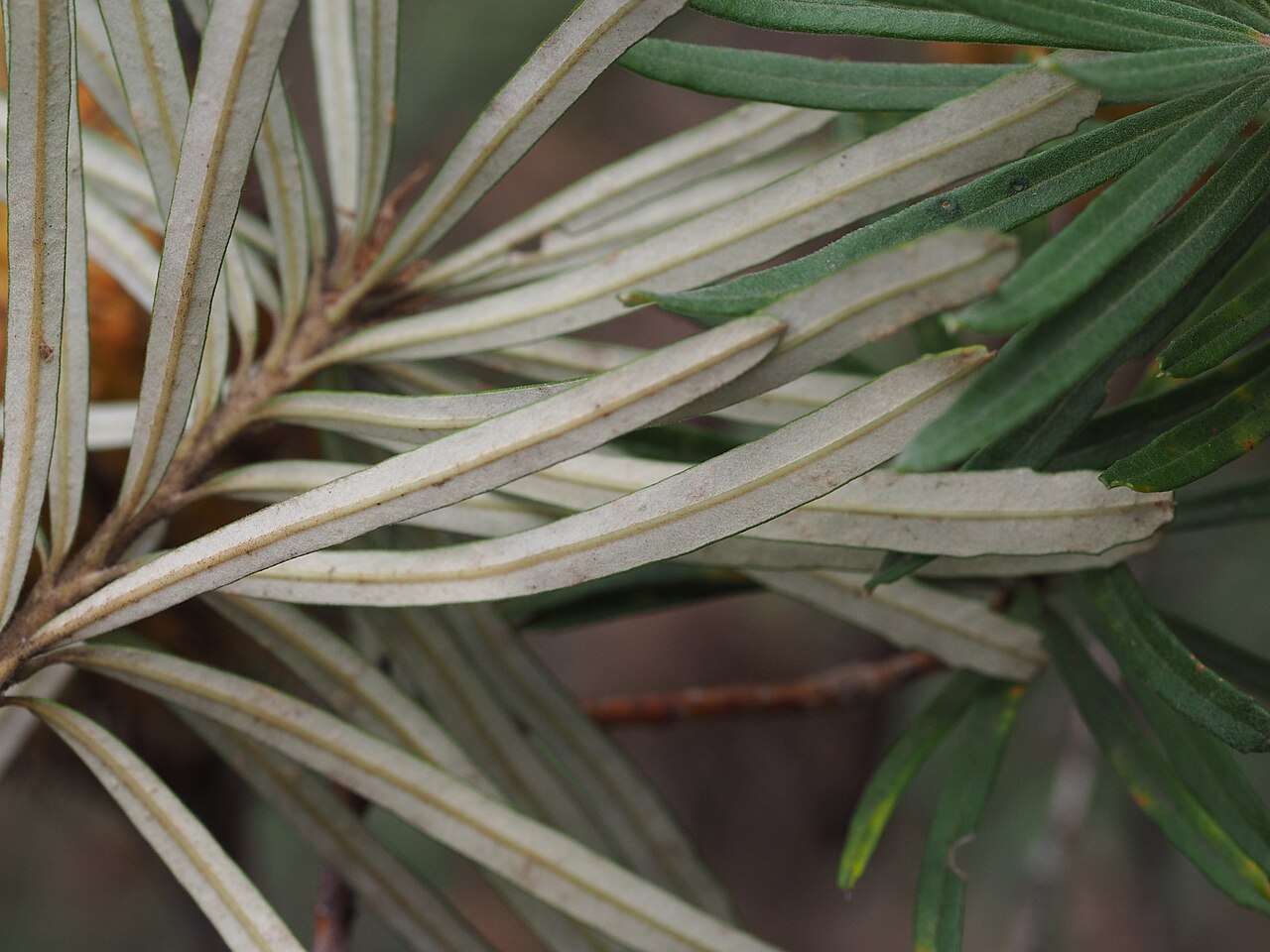 Banksia neoanglica: Banksia neoanglica lower surface of leaves