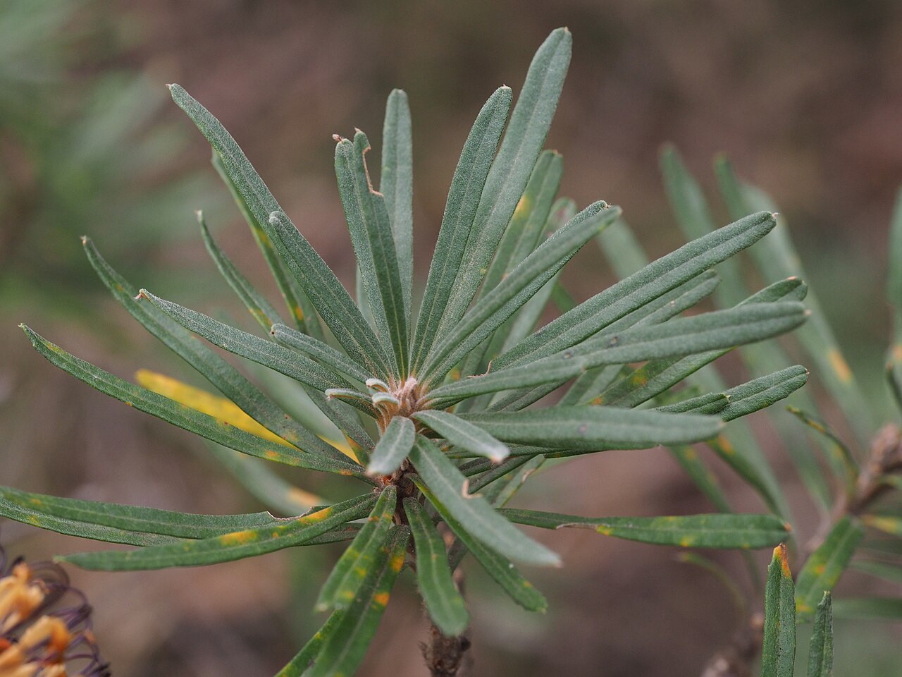 Banksia neoanglica: Banksia neoanglica leaves