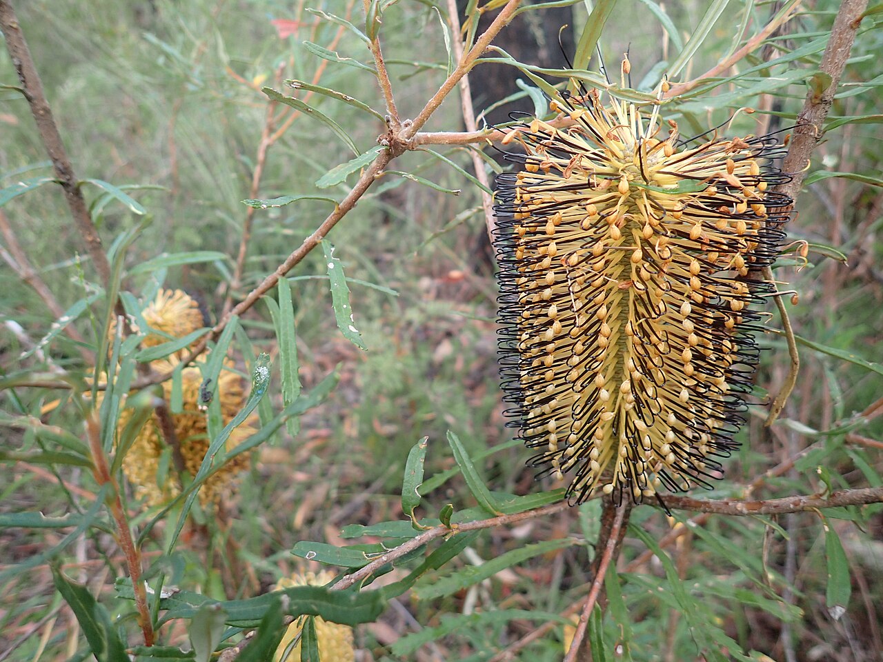 Banksia neoanglica: Banksia neoanglica growing near Little Dandahra Creek in the Gibraltar Range National Park - flowers after anthesis