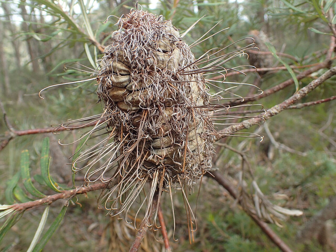 Banksia neoanglica: Banksia neoanglica fruit