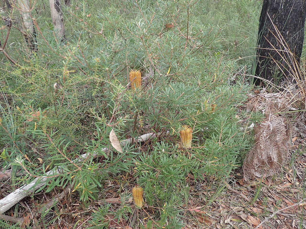 Banksia neoanglica: Banksia neoanglica growing near Little Dandahra Creek in the Gibraltar Range National Park - growth habit