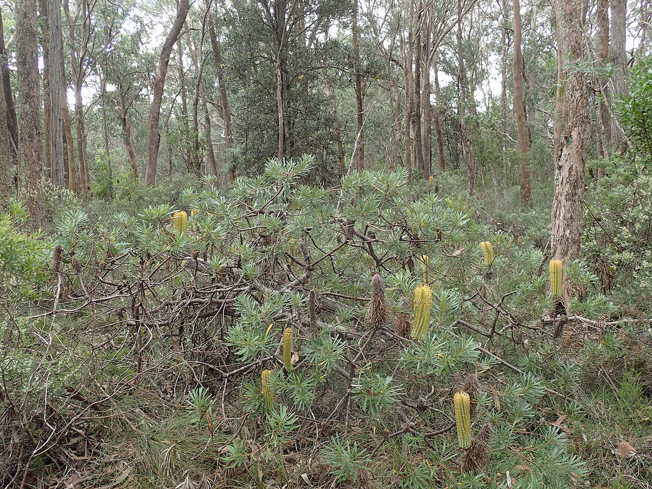 Banksia neoanglica: Banksia neoanglica growing at the type location