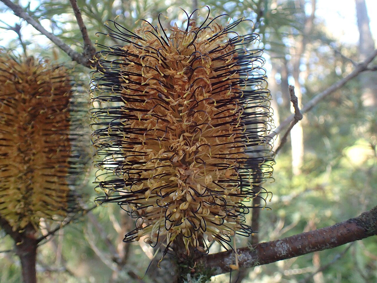 Banksia neoanglica: Banksia neoanglica - open flowers near Toms Cabin in the New England National Park