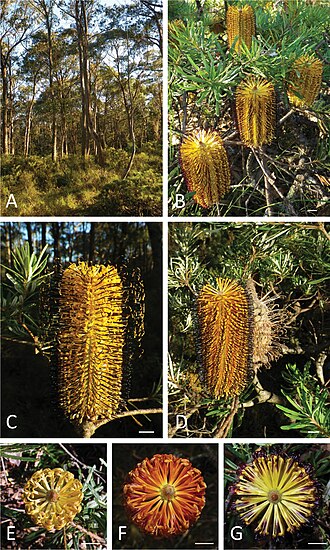 Banksia neoanglica: Banksia neoanglica at neotype locality. A Habitat B Conflorescences on shrub C Conflorescence from the neotype collection(M.L. Stimpson 180, J.J. Bruhl & I.R. T