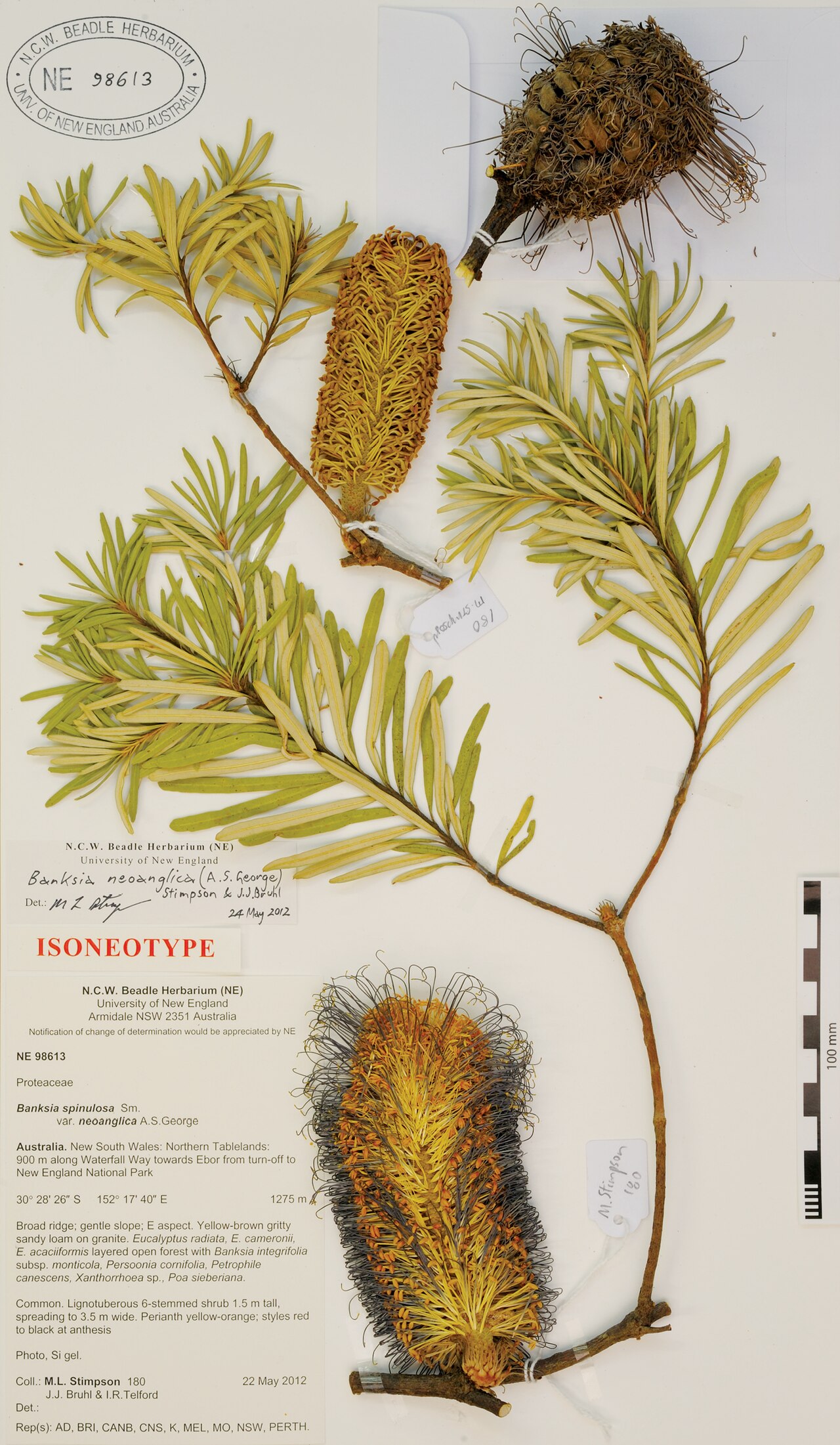 Banksia neoanglica: Photograph of the neotype of Banksia spinulosa var. neoanglica A.S.George (M.L. Stimpson 180, J.J. Bruhl & I.R. Telford, NE 98613).
