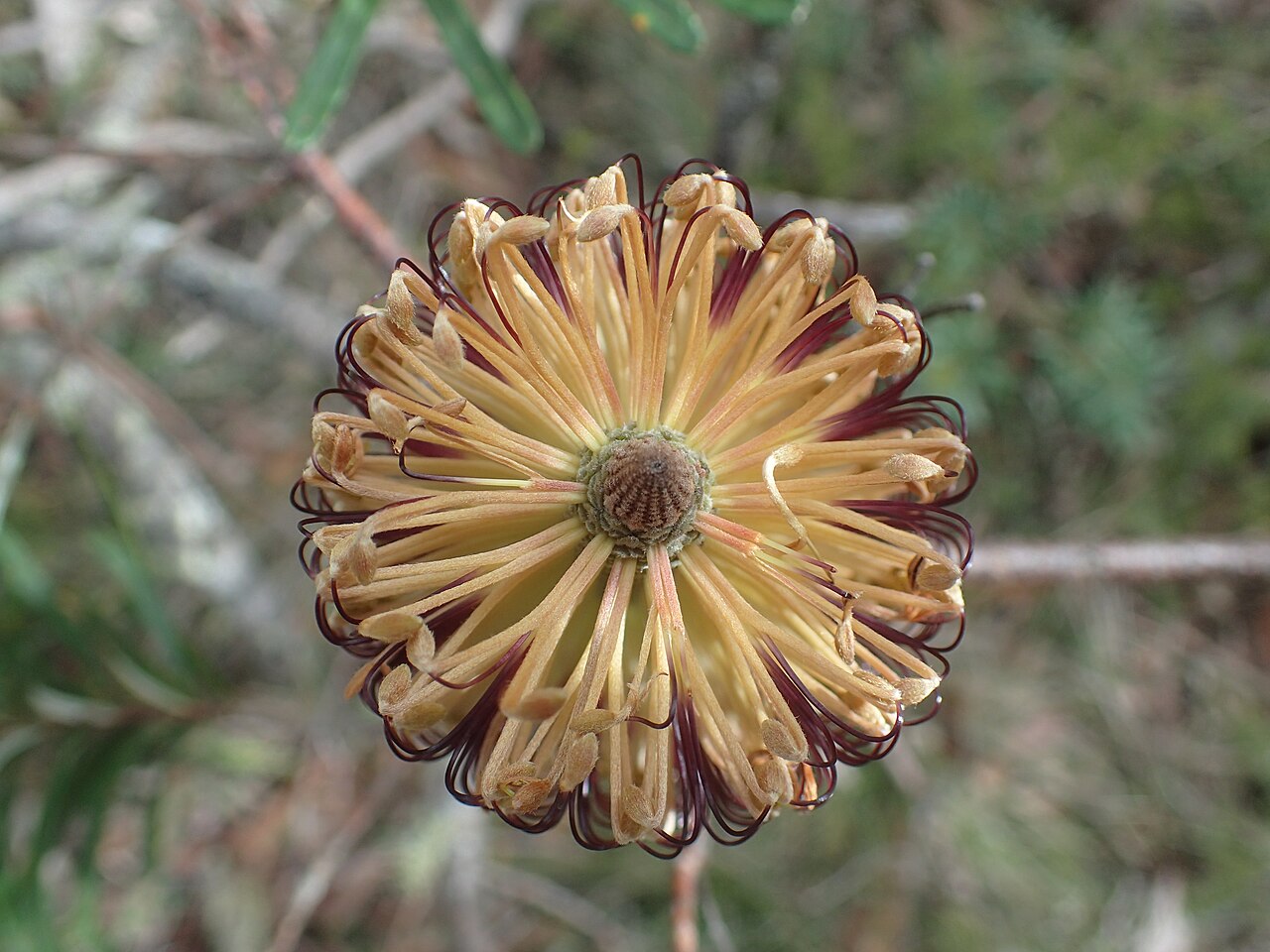 Banksia neoanglica: Banksia neoanglica flower spike end