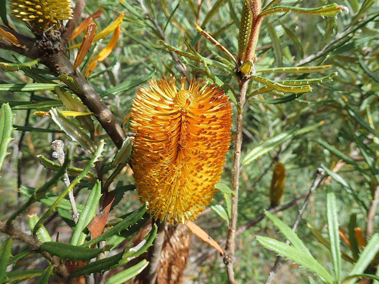 Banksia neoanglica: Banksia neoanglica growing near Little Dandahra Creek in the Gibraltar Range National Park - flowers before anthesis