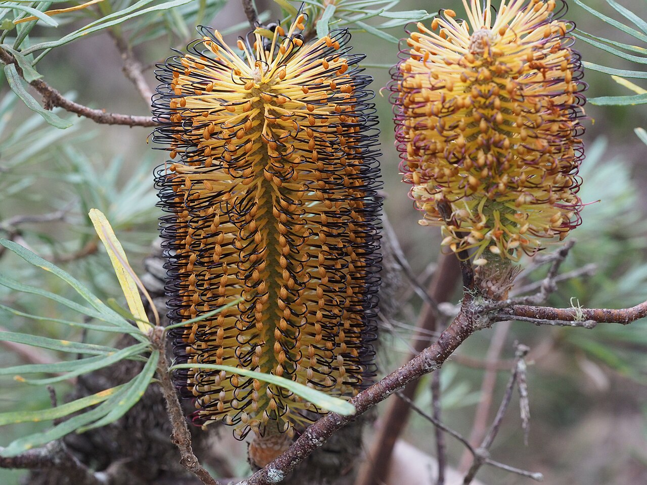 Banksia neoanglica: Banksia neoanglica (flowers) at the type location