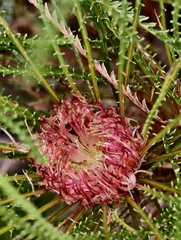 Honeypot dryandra (Banksia nivea)