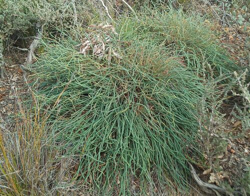 Honeypot dryandra (Banksia nivea)