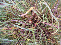 Honeypot dryandra (Banksia nivea)