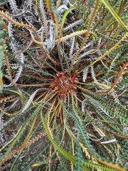 Honeypot dryandra (Banksia nivea)