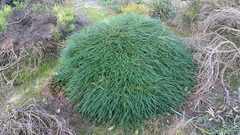 Honeypot dryandra (Banksia nivea)