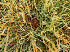 Honeypot dryandra (Banksia nivea)
