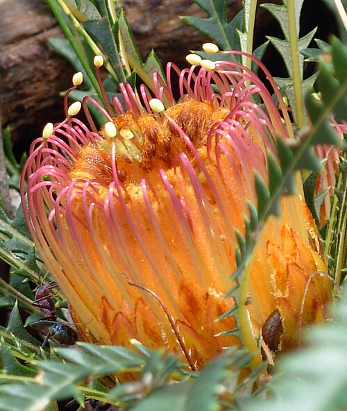 Honeypot dryandra: Kalamunda National Park ground cover flower Banksia nivea