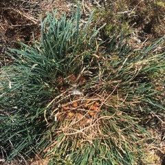 Honeypot dryandra (Banksia nivea)