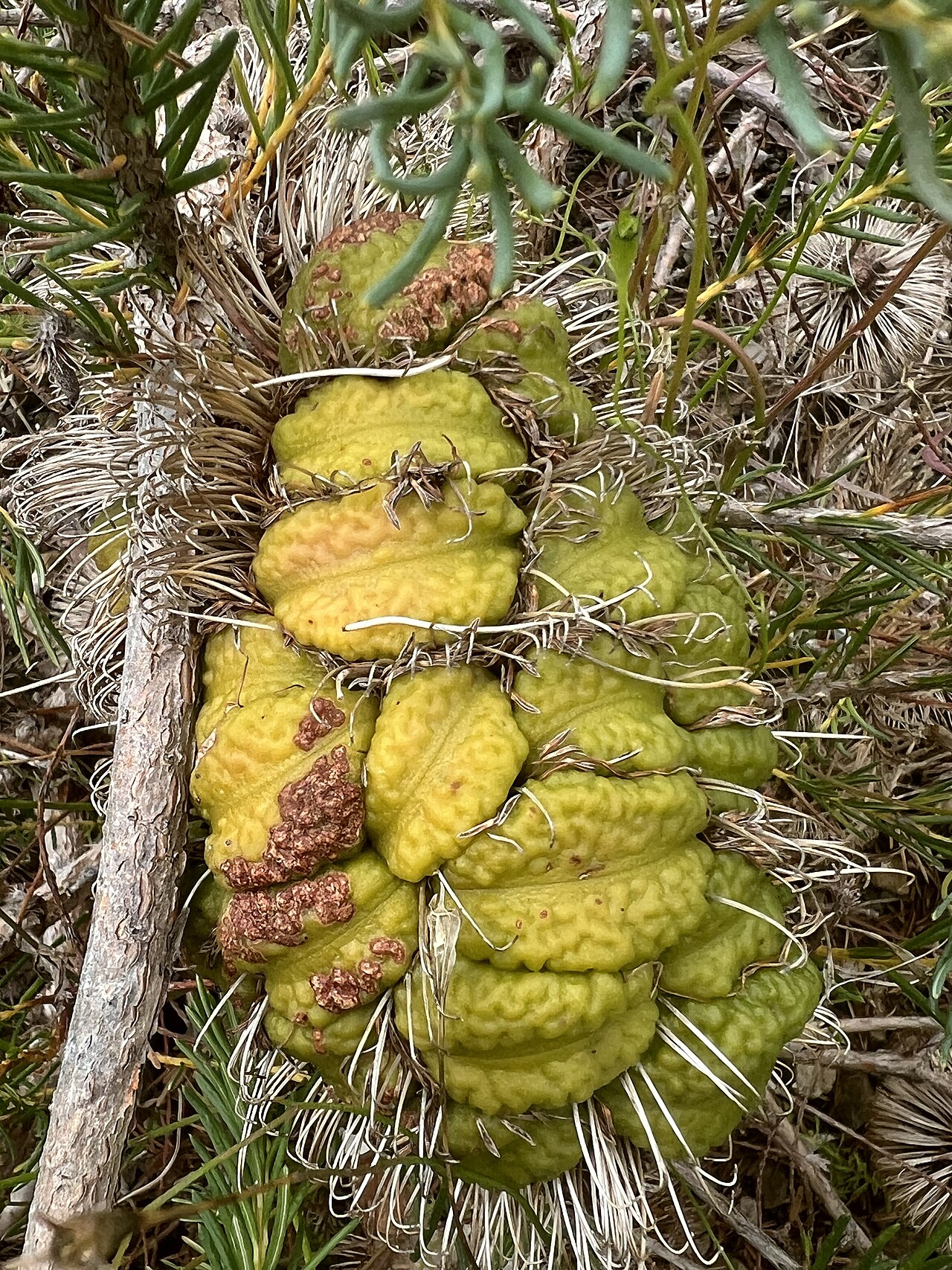 Banksia nutans: Banksia nutans variety nutans cultivated plant growing in the Australian National Botanic Gardens