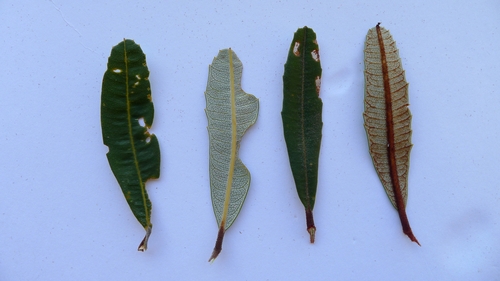 Banksia oblongifolia (Banksia oblongifolia)