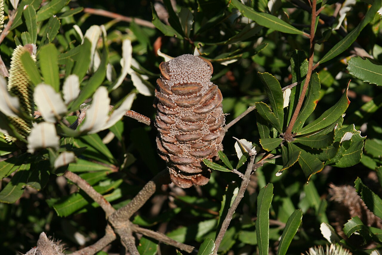 Banksia oblongifolia: Banksia oblongifolia - Old flower spike with follicles, Stanwell Tops, NSW