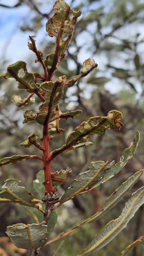 Banksia oblongifolia (Banksia oblongifolia)