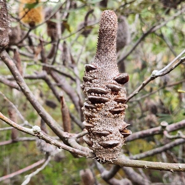 Banksia oblongifolia (Banksia oblongifolia)