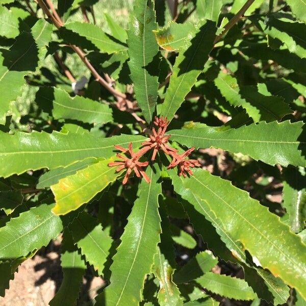Banksia oblongifolia (Banksia oblongifolia)