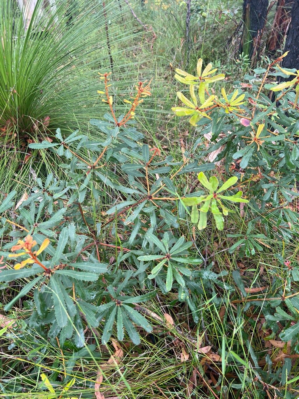 Banksia oblongifolia (Banksia oblongifolia)
