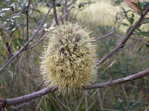 Banksia oblongifolia (Banksia oblongifolia)