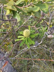 Banksia oblongifolia (Banksia oblongifolia)