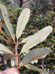 Banksia oblongifolia (Banksia oblongifolia)