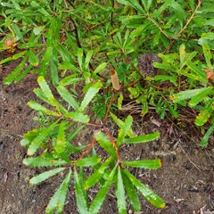 Banksia oblongifolia (Banksia oblongifolia)