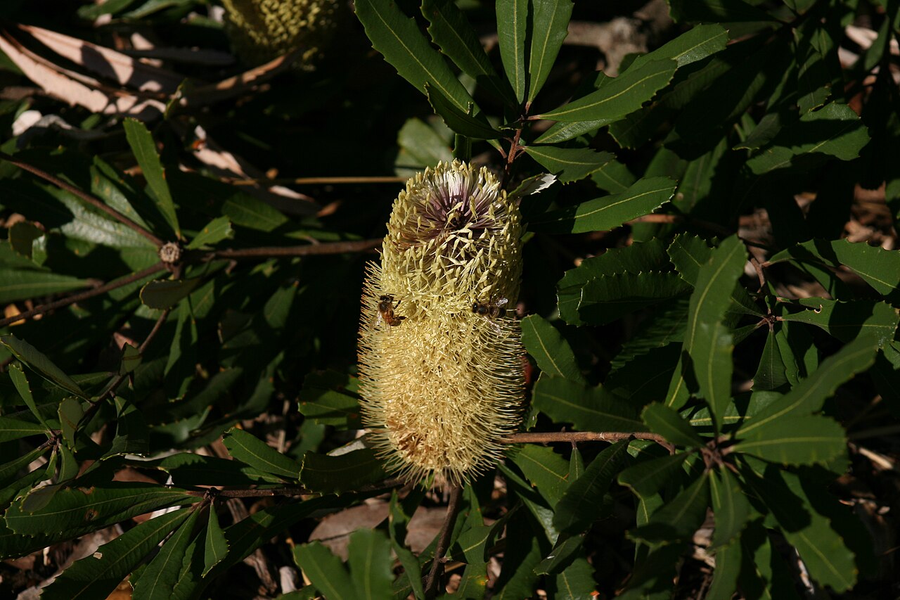 Banksia oblongifolia: Banksia_oblongifolia , Stanwell Tops, a flower spike partly through anthesis with some honeybees.